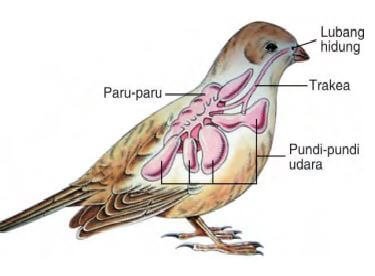 sistem pernapasan pada hewan burung aves