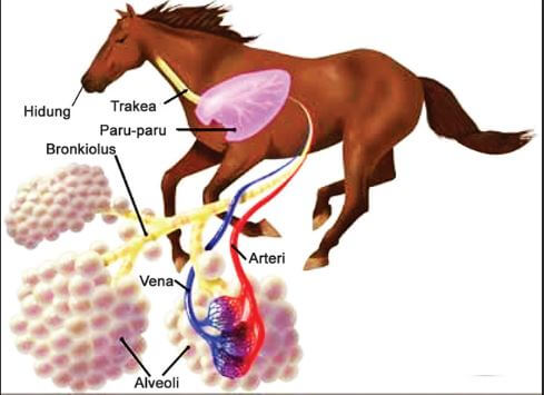 sistem pernapasan pada hewan mamalia kuda