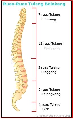 tulang belakang manusia dan bagiannya