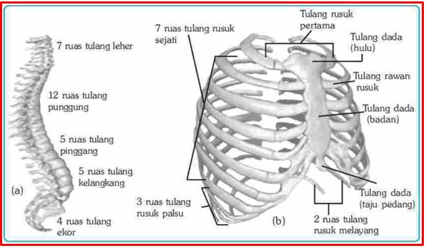 tulang rusuk dan dada manusia