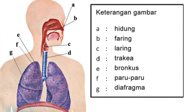 gambar organ pernapasan pada manusia