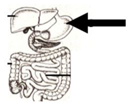 gambar organ lambung